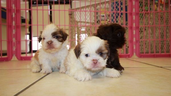 beautiful-white-shih-tzu-pups-for-sale-big-0