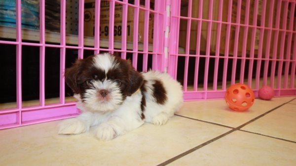 beautiful-white-shih-tzu-pups-for-sale-big-3