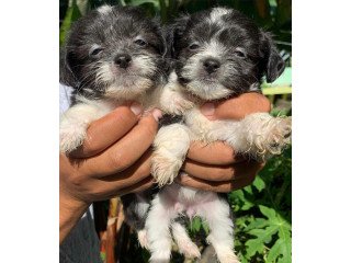 Perfect little Shihpoo Puppies Available