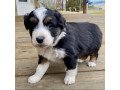 playful-australian-shepherd-puppies-for-adoption-small-3