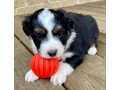 playful-australian-shepherd-puppies-for-adoption-small-1
