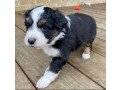 playful-australian-shepherd-puppies-for-adoption-small-2