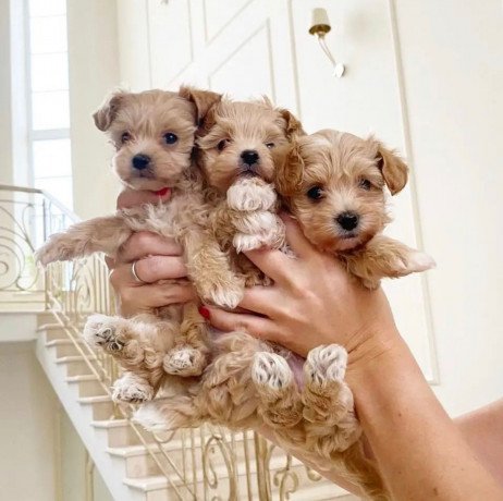 maltipoo-puppies-for-re-homing-big-0