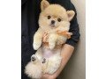 gorgeous-pomeranian-puppy-available-small-1