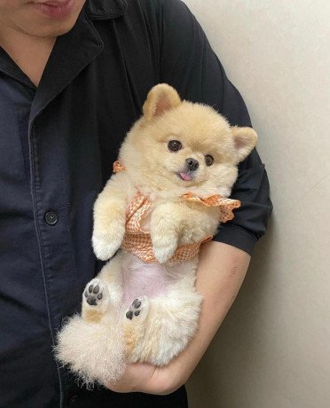 gorgeous-pomeranian-puppy-available-big-0
