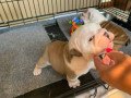 adorable-english-bulldog-puppies-for-adoption-small-1