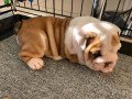 adorable-english-bulldog-puppies-for-adoption-small-2