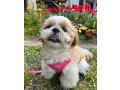 sweet-shih-tzu-pup-for-adoption-small-0