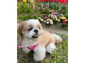 sweet-shih-tzu-pup-for-adoption-small-1