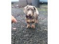 dachshund-puppies-for-sale-small-2