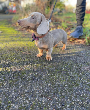 dachshund-puppies-for-sale-big-0