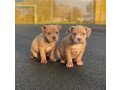 gorgeous-american-bulldog-puppies-small-0