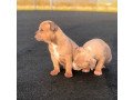 gorgeous-american-bulldog-puppies-small-1