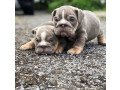 beautiful-affectionatemale-and-female-english-bulldog-puppies-for-sale-small-2