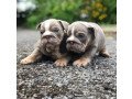 beautiful-affectionatemale-and-female-english-bulldog-puppies-for-sale-small-1