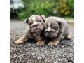 beautiful-affectionatemale-and-female-english-bulldog-puppies-for-sale-small-0