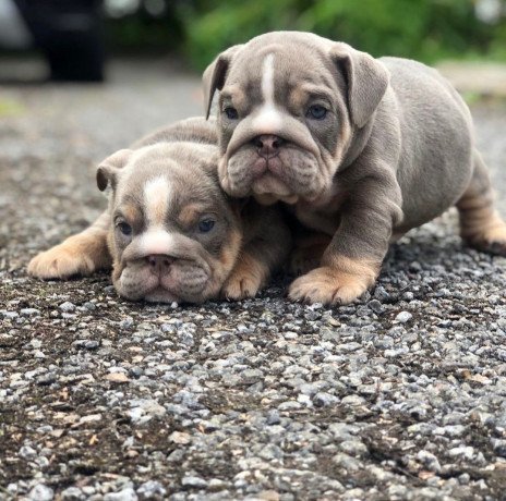 beautiful-affectionatemale-and-female-english-bulldog-puppies-for-sale-big-2