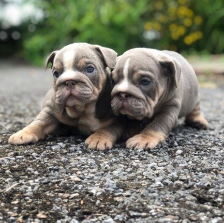 beautiful-affectionatemale-and-female-english-bulldog-puppies-for-sale-big-1