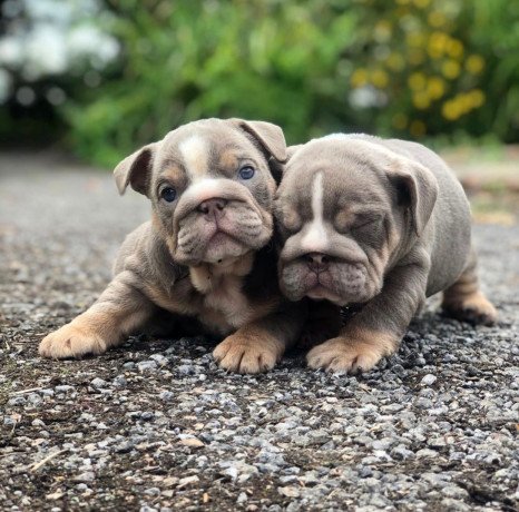 beautiful-affectionatemale-and-female-english-bulldog-puppies-for-sale-big-0