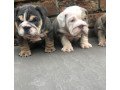 marvelous-english-bulldog-puppies-small-2