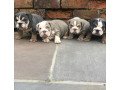 marvelous-english-bulldog-puppies-small-1