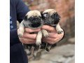 awesome-pug-puppies-for-sale-small-3