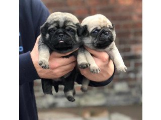 Awesome Pug Puppies for Sale
