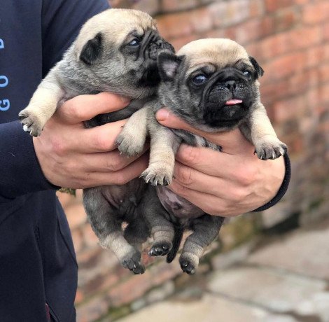 awesome-pug-puppies-for-sale-big-2