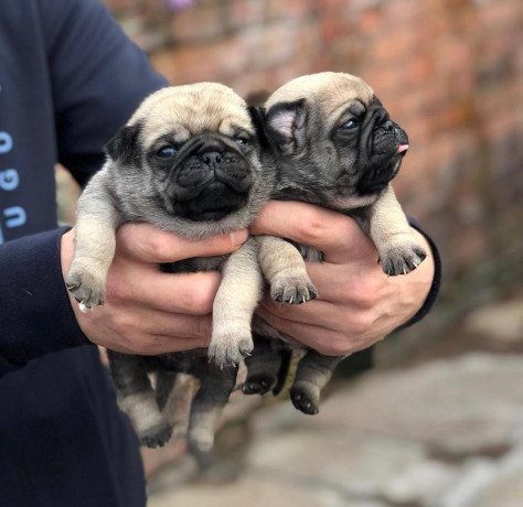 awesome-pug-puppies-for-sale-big-3