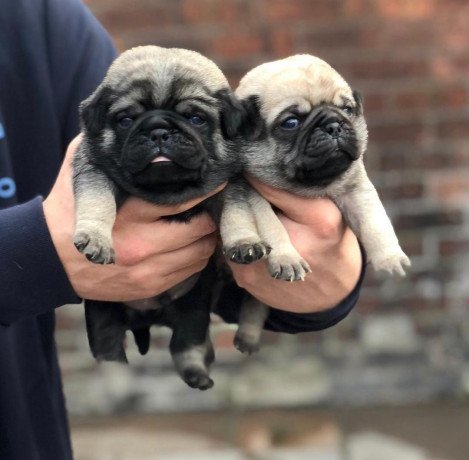 awesome-pug-puppies-for-sale-big-0