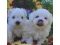 white-maltese-puppies-for-sale-small-1