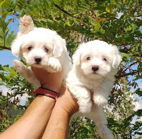 white-maltese-puppies-for-sale-big-0
