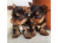 affectionate-yorkie-puppies-available-small-0