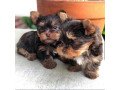 affectionate-yorkie-puppies-available-small-1
