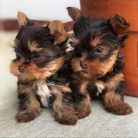 affectionate-yorkie-puppies-available-big-0
