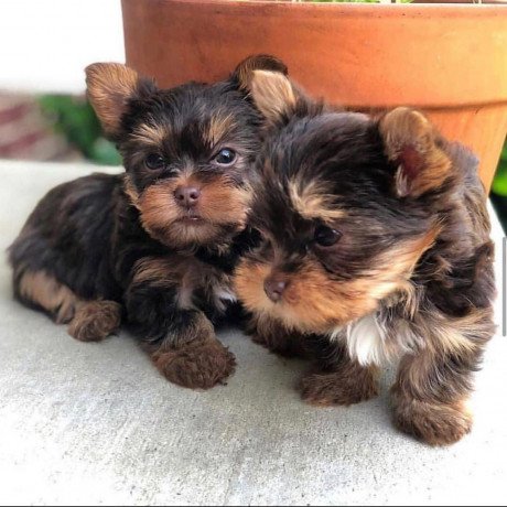 affectionate-yorkie-puppies-available-big-1