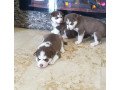 cute-siberian-huskies-puppies-for-sale-small-2