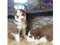 cute-siberian-huskies-puppies-for-sale-small-1