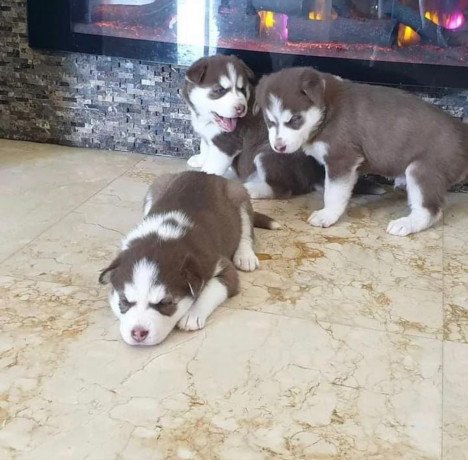 cute-siberian-huskies-puppies-for-sale-big-2