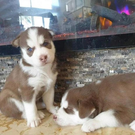 cute-siberian-huskies-puppies-for-sale-big-1