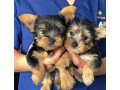 akcckc-registered-tiny-teacup-yorkie-puppies-small-1