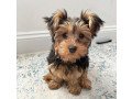 pretty-yorkie-puppies-for-sale-small-0
