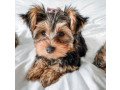 pretty-yorkie-puppies-for-sale-small-1