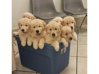 Stunning Golden Retriever Puppies Ready To Go