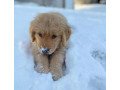 labrador-retriever-puppies-for-adoption-small-0