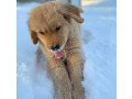 labrador-retriever-puppies-for-adoption-small-1