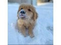labrador-retriever-puppies-for-adoption-small-2