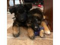 magnificent-male-and-female-german-shepherd-puppies-for-sale-small-0