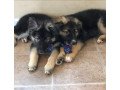 magnificent-male-and-female-german-shepherd-puppies-for-sale-small-2