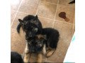 magnificent-male-and-female-german-shepherd-puppies-for-sale-small-3